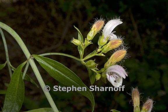 keckiella breviflora var glabrisepala 1 graphic